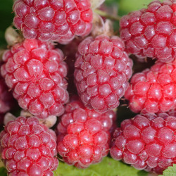 Framboisier rouge remontant Hétitage 1.6 L