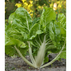 Côte de blette (la botte)