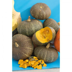 Potimarron d'Okkaido à manger