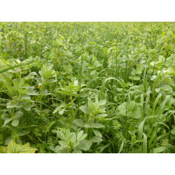 Sac d'engrais vert pour le jardin (1 kg)