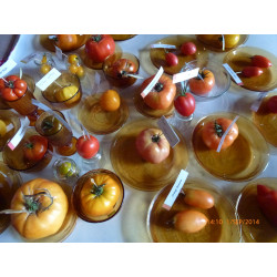A semer: LOT DE GRAINES DE TOMATES DE COULEURS PRECOCE