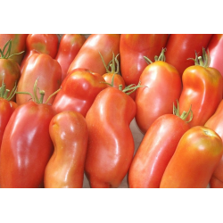 A semer: LOT DE TOMATES CORNUES GOÛTEUSES DE COULEUR