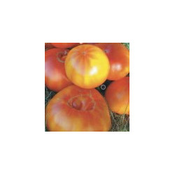 A semer: LOT DE GRAINES DE TOMATES TRES GOUTEUSES BIGARREES