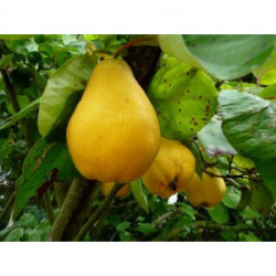 Cognassier 8/10, demi tige