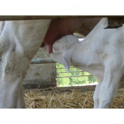 Veau sous la mère colis viande assortiment des morceaux à partir du 6 mai 2020