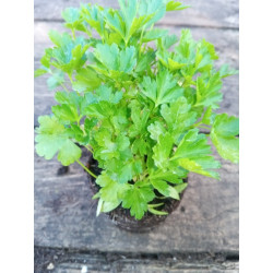 Grande gamme d'aromatiques :Persil, basilic, menthes fraise ou poivrée, ....