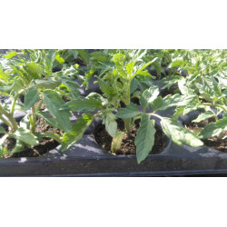 Assortiment de tomates de couleurs - 6 plants