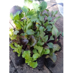 Lot de 33 plants potagers 100% naturel