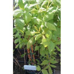 Plant framboisier rouge (remontant) 100% naturel  1.6 L