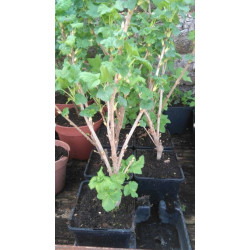 Plant cassis andega 100% naturel 1.6 l