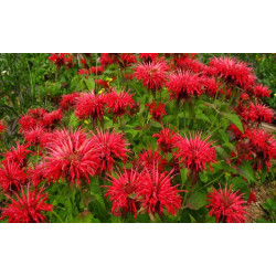 Plant Monarde (fleurs- feuilles comestibles aromatiques)