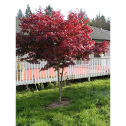 Erable japonais 'Atropurpureum' "adulte"
