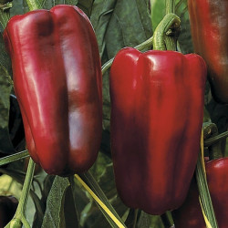 lot de 3 plants de poivron de couleurs 100% naturel