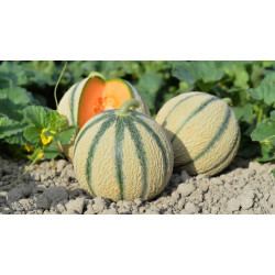 Plant melon 100% naturel
