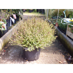 Chèvrefeuille arbustif compact forme boule C 10L