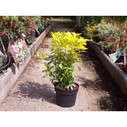 Oranger du Mexique doré C 3L