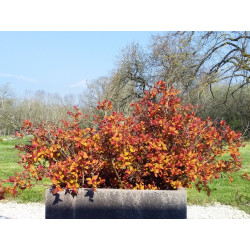 Spirée du Japon 'Zen Spirit Caramel' "adulte"