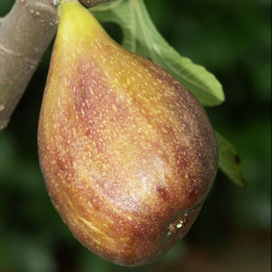 Plant de Figuier Goutte d'or 100% naturel