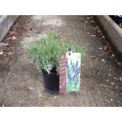 Lavande 'Hidcote' C 2.5 L