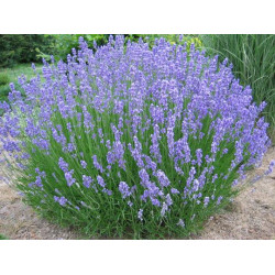 Lavandin 'Dutch'
