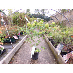 Viorne boule de neige C 4.5L