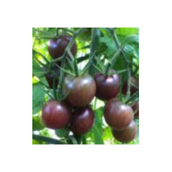 tomate "cerise" BLACK CHERRY