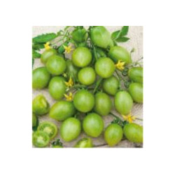 tomate "cerise" GREEN GRAPPE