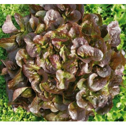 SALADE FEUILLE DE CHENE ROUGE 10/12 plants