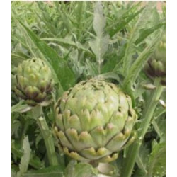 ARTICHAUT