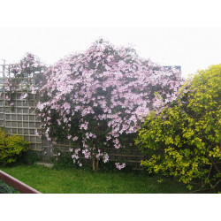 Clématite des montagnes 'Tetrarose'