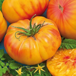 Lot de 3 plants de tomates bigarrées