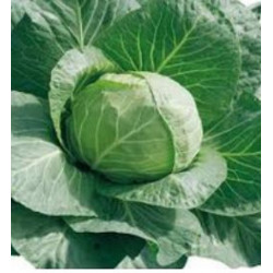 PLANTS DE CHOUX TÊTE DE PIERRE la barquette de 10 choux