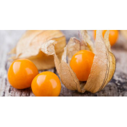 Physalis, une gourmandise pleine de vitamine