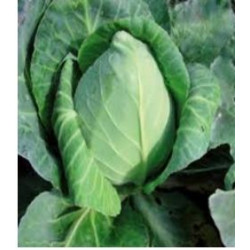 PLANTS DE CHOUX "POINTU" la barquette de 10 choux