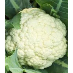 PLANTS DE CHOUX "CHOU-FLEUR" barquette de 10 choux