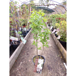 Lilas commun 'Mme Lemoine' C 4.5L