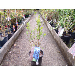 Myrtille d'Amérique 'Patriot' C 4.5 L