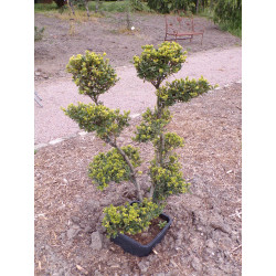 Houx crenelé 'Green Hedge' topiaire C 25L