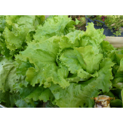 Lot de 2 Salades à manger